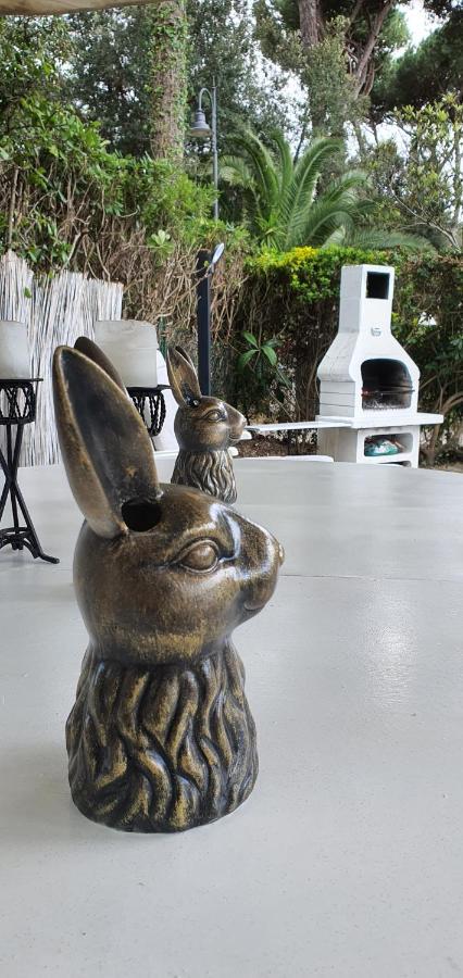 Domusauroom, Relax Nel Cuore Della Versilia - Pet Friendly